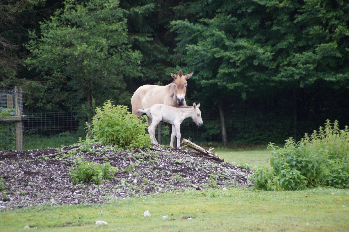 Wildpark 2019
